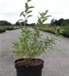 Teufelszwirn 'Big Lifeberry' -R- - Lycium barbarum 'Big Lifeberry' -R-