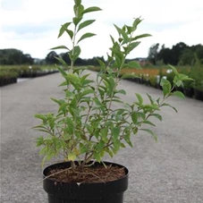 Lycium barbarum 'Big Lifeberry' -R-, C 3,6 30- 40