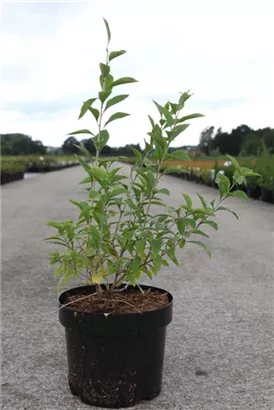 Teufelszwirn 'Big Lifeberry' -R- - Lycium barbarum 'Big Lifeberry' -R-