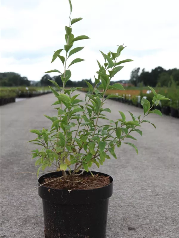 Teufelszwirn 'Big Lifeberry' -R- - Lycium barbarum 'Big Lifeberry' -R-