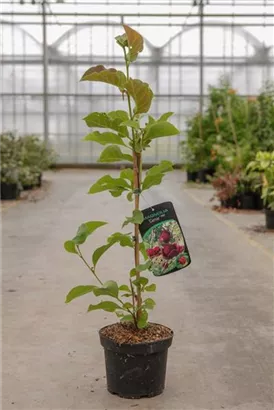 Tulpenmagnolie 'Genie' - Magnolia soulangiana 'Genie' - Ziergehölze