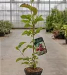 Tulpenmagnolie 'Genie' - Magnolia soulangiana 'Genie' - Ziergehölze