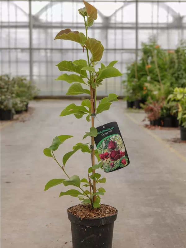 Tulpenmagnolie 'Genie' - Magnolia soulangiana 'Genie' - Ziergehölze