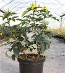 Zwergmahonie 'Apollo' - Mahonia aquifolium 'Apollo'