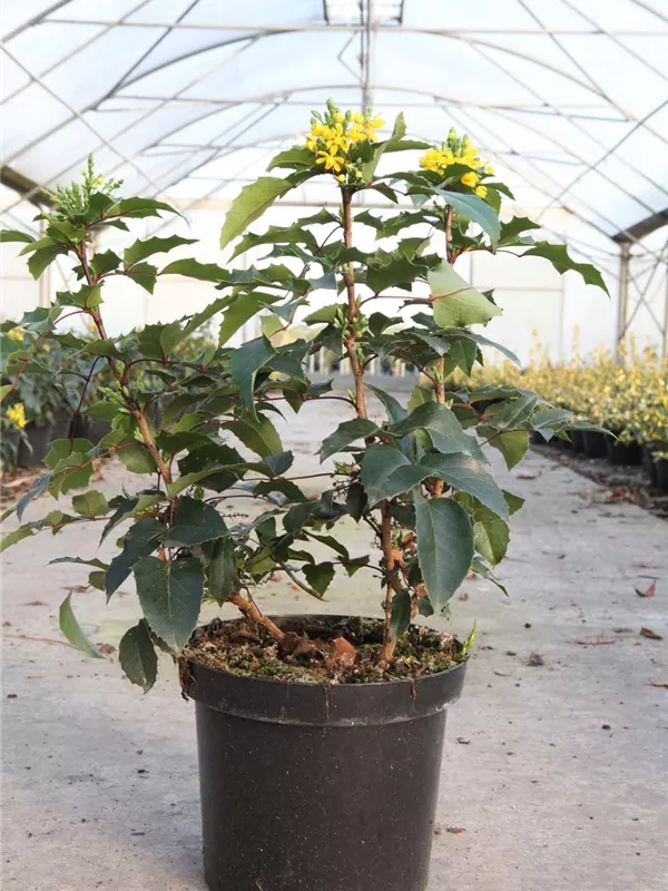 Zwergmahonie 'Apollo' - Mahonia aquifolium 'Apollo'