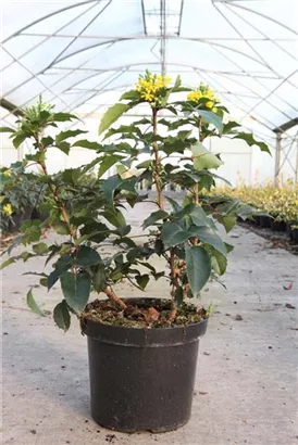 Zwergmahonie 'Apollo' - Mahonia aquifolium 'Apollo'