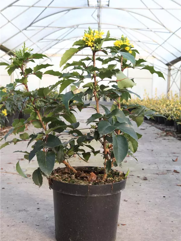 Zwergmahonie 'Apollo' - Mahonia aquifolium 'Apollo'