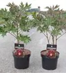 Pfingstrose - Paeonia ITOH 'Scarlet Heaven'