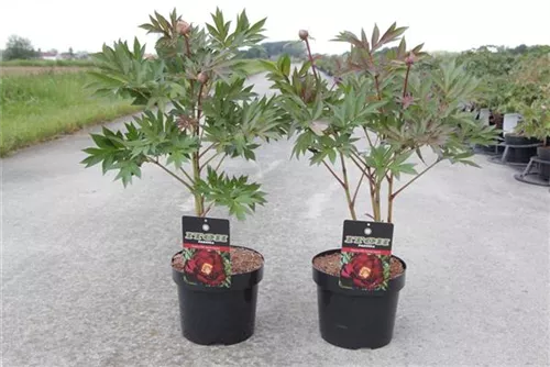 Pfingstrose - Paeonia ITOH 'Scarlet Heaven'