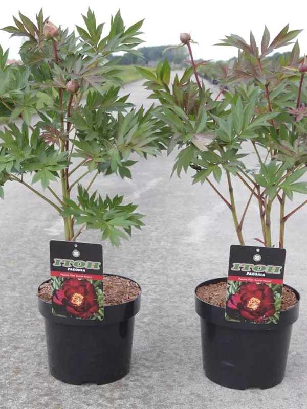 Pfingstrose - Paeonia ITOH 'Scarlet Heaven'