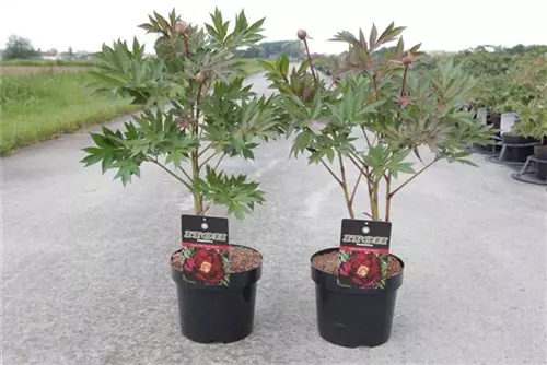 Pfingstrose - Paeonia ITOH 'Scarlet Heaven'