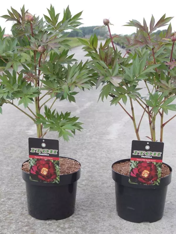 Pfingstrose - Paeonia ITOH 'Scarlet Heaven'