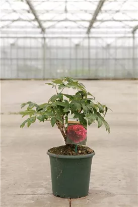 Baum-Pfingstrose 'Bai Yuan Hong Xia' - Paeonia suffr.'Bai Yuan Hong Xia' dunkelrot gefüll