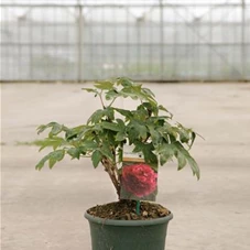 Paeonia suffr.'Bai Yuan Hong Xia' dunkelrot gefüll, C 6 3-5 Tr.  Paeonia suffr.'Bai Yuan Hong Xia' dunkelrot gefüll, C 6 3-5 Tr.