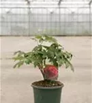 Baum-Pfingstrose 'Bai Yuan Hong Xia' - Paeonia suffr.'Bai Yuan Hong Xia' dunkelrot gefüll