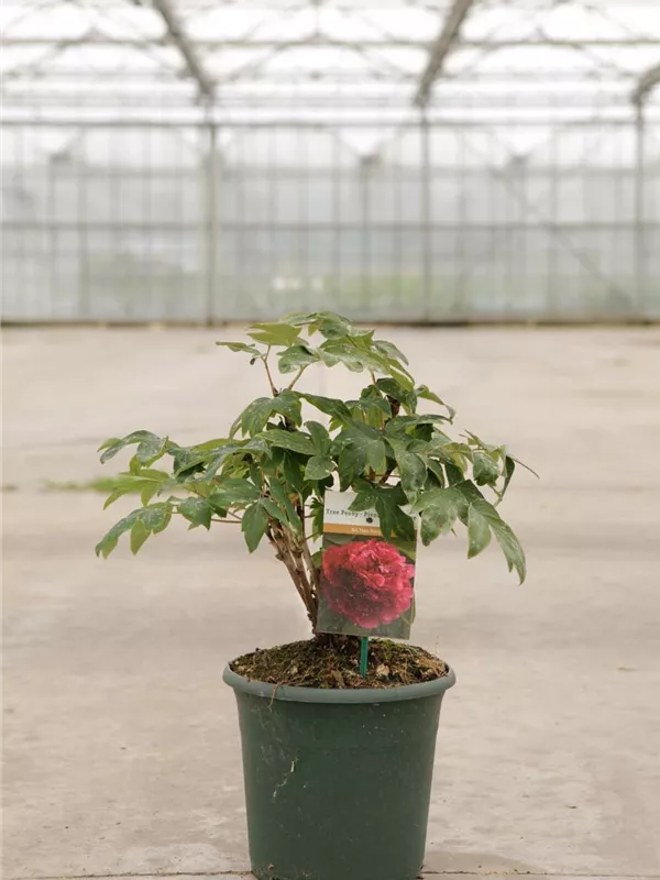 Baum-Pfingstrose 'Bai Yuan Hong Xia' - Paeonia suffr.'Bai Yuan Hong Xia' dunkelrot gefüll