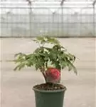 Baum-Pfingstrose 'Bai Yuan Hong Xia' - Paeonia suffr.'Bai Yuan Hong Xia' dunkelrot gefüll