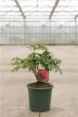 Baum-Pfingstrose 'Bai Yuan Hong Xia' - Paeonia suffr.'Bai Yuan Hong Xia' dunkelrot gefüll