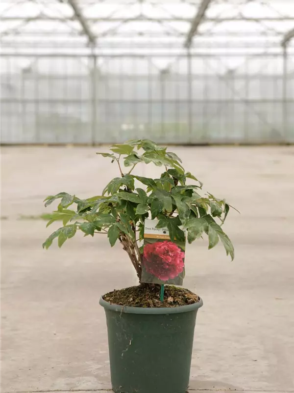 Baum-Pfingstrose 'Bai Yuan Hong Xia' - Paeonia suffr.'Bai Yuan Hong Xia' dunkelrot gefüll