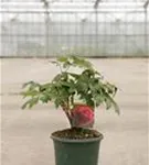 Baum-Pfingstrose 'Bai Yuan Hong Xia' - Paeonia suffr.'Bai Yuan Hong Xia' dunkelrot gefüll