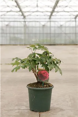 Baum-Pfingstrose 'Bai Yuan Hong Xia' - Paeonia suffr.'Bai Yuan Hong Xia' dunkelrot gefüll