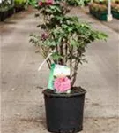 Strauch-Pfingstrose - Paeonia suffr.'Luo Yang Hong' pink halbgefüllt