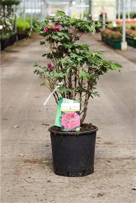 Strauch-Pfingstrose - Paeonia suffr.'Luo Yang Hong' pink halbgefüllt