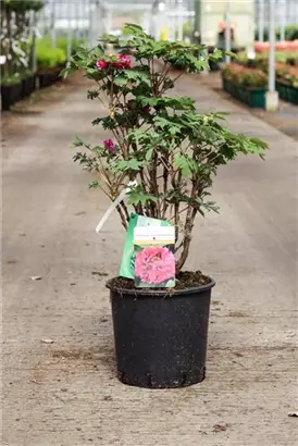 Strauch-Pfingstrose - Paeonia suffr.'Luo Yang Hong' pink halbgefüllt