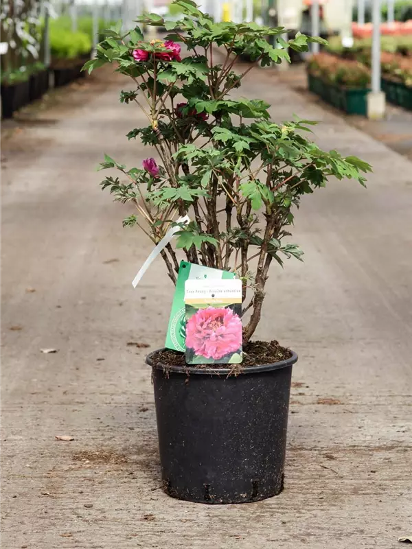 Strauch-Pfingstrose - Paeonia suffr.'Luo Yang Hong' pink halbgefüllt