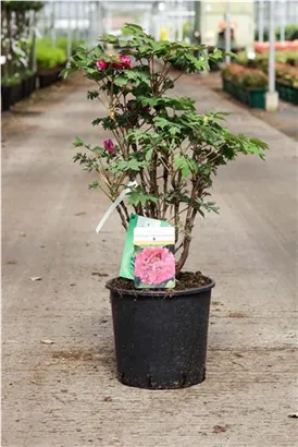 Strauch-Pfingstrose - Paeonia suffr.'Luo Yang Hong' pink halbgefüllt