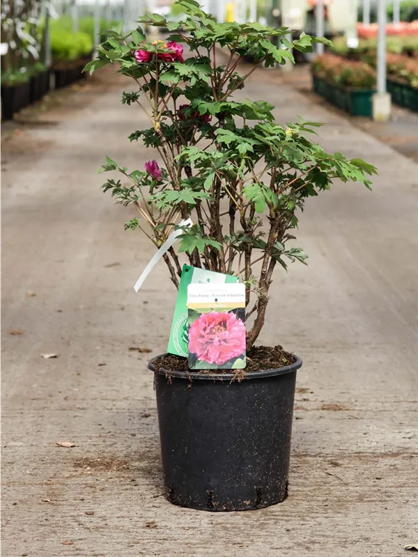 Strauch-Pfingstrose - Paeonia suffr.'Luo Yang Hong' pink halbgefüllt