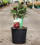 Strauch-Pfingstrose - Paeonia suffr.'Mo Run Jue Lun' dunkelrot, halbgefü
