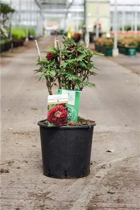 Strauch-Pfingstrose - Paeonia suffr.'Mo Run Jue Lun' dunkelrot, halbgefü Strauch-Pfingstrose - Paeonia suffr.'Mo Run Jue Lun' dunkelrot, halbgefü
