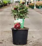 Strauch-Pfingstrose - Paeonia suffr.'Mo Run Jue Lun' dunkelrot, halbgefü