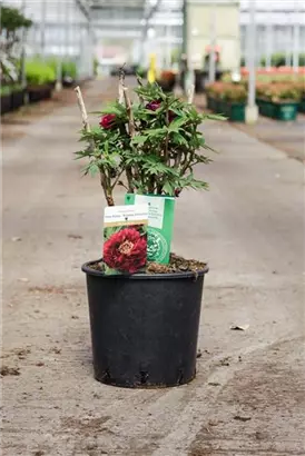 Strauch-Pfingstrose - Paeonia suffr.'Mo Run Jue Lun' dunkelrot, halbgefü