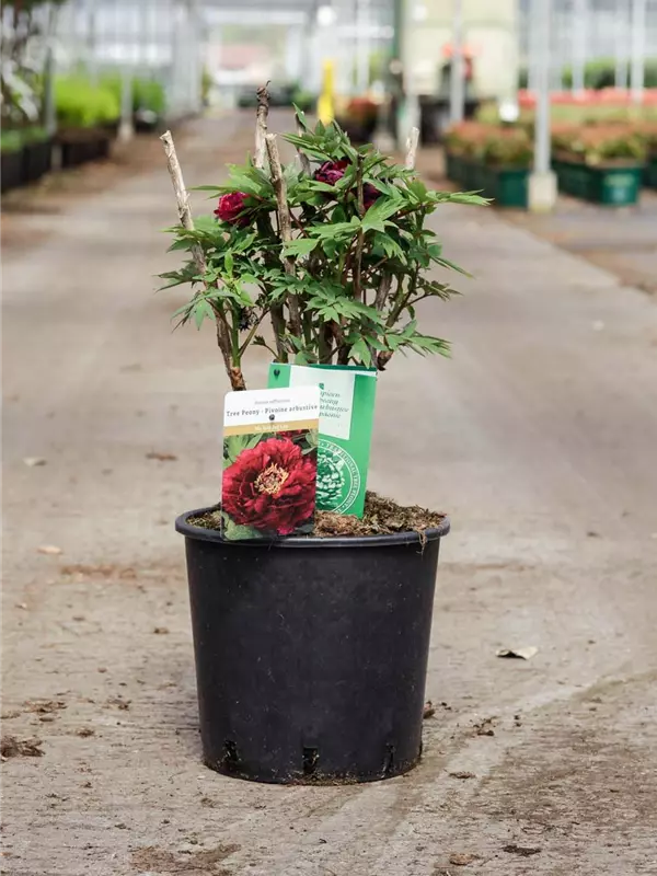 Strauch-Pfingstrose - Paeonia suffr.'Mo Run Jue Lun' dunkelrot, halbgefü