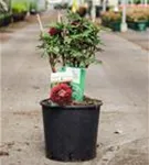 Strauch-Pfingstrose - Paeonia suffr.'Mo Run Jue Lun' dunkelrot, halbgefü