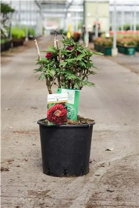 Strauch-Pfingstrose - Paeonia suffr.'Mo Run Jue Lun' dunkelrot, halbgefü