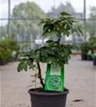 Strauch-Pfingstrose - Paeonia suffr.'Wu Jin Yao Hui dunkelrot halbgefüll