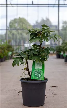 Strauch-Pfingstrose - Paeonia suffr.'Wu Jin Yao Hui dunkelrot halbgefüll