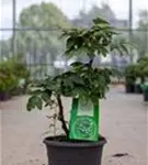 Strauch-Pfingstrose - Paeonia suffr.'Wu Jin Yao Hui dunkelrot halbgefüll