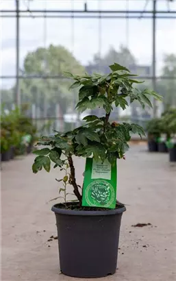 Strauch-Pfingstrose - Paeonia suffr.'Wu Jin Yao Hui dunkelrot halbgefüll