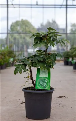 Strauch-Pfingstrose - Paeonia suffr.'Wu Jin Yao Hui dunkelrot halbgefüll