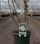 Strauch-Pfingstrose - Paeonia suffr.'Xue Ta' weiß halbgefüllt