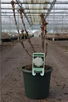 Strauch-Pfingstrose - Paeonia suffr.'Xue Ta' weiß halbgefüllt