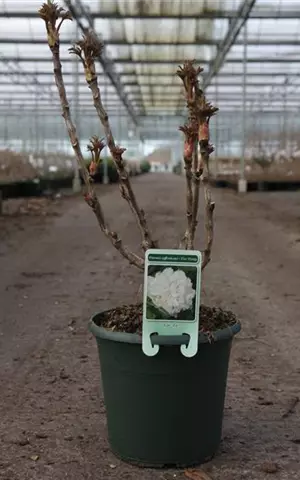 Paeonia suffr.'Xue Ta' weiß halbgefüllt