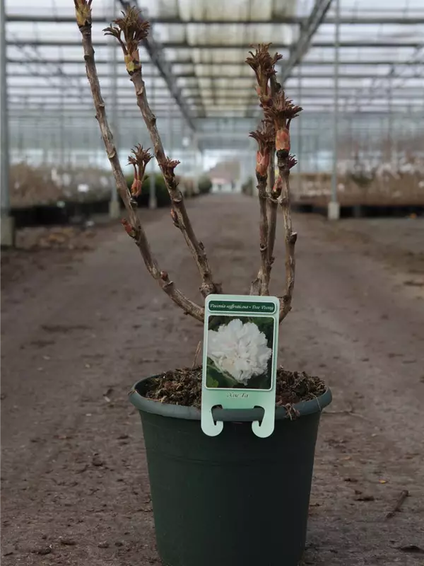 Strauch-Pfingstrose - Paeonia suffr.'Xue Ta' weiß halbgefüllt