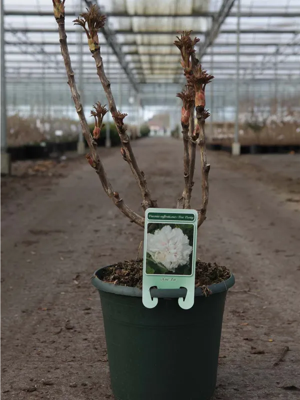 Strauch-Pfingstrose - Paeonia suffr.'Xue Ta' weiß halbgefüllt