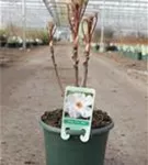 Baum-Pfingstrose - Paeonia suffruticosa 'Feng dan Bai weiß halbgefüll