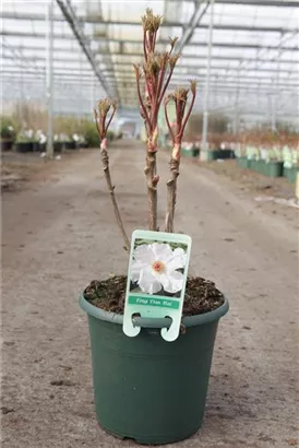 Baum-Pfingstrose - Paeonia suffruticosa 'Feng dan Bai weiß halbgefüll